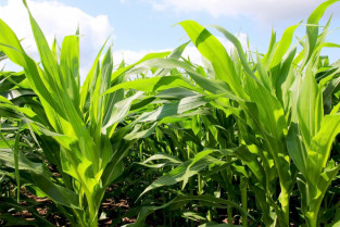 Bioenergy 37689