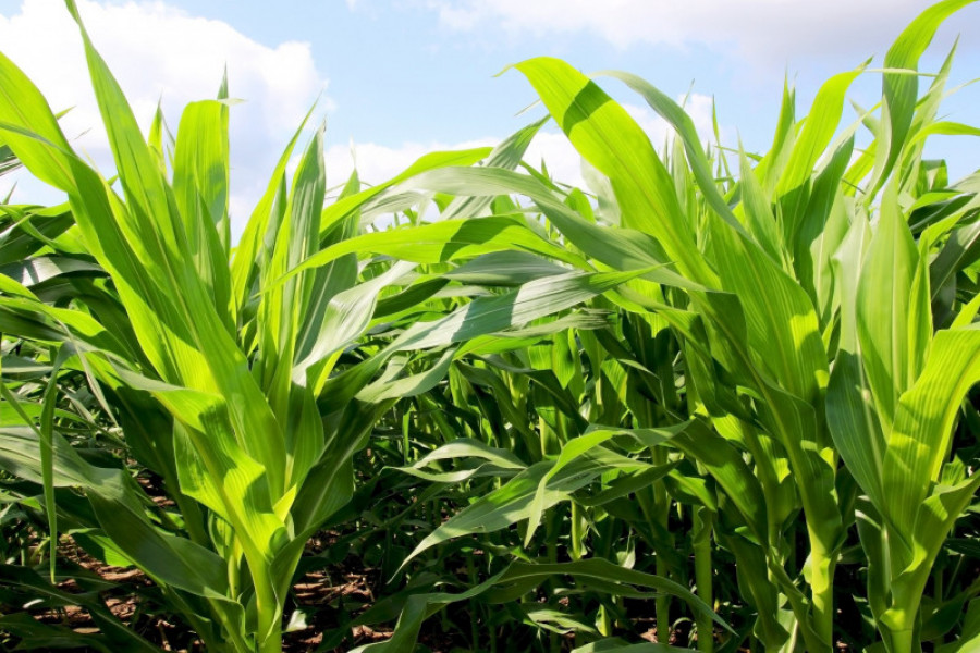 Bioenergy 37689