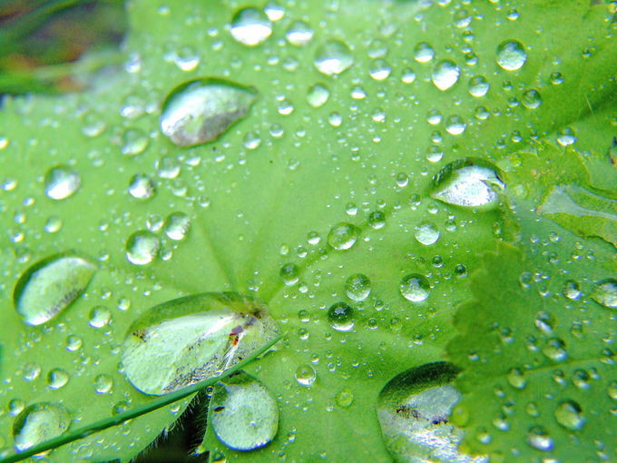 Gotas agua en hojas